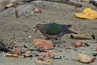 Emerald Dove